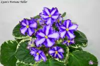 Lyon's Fortune Teller (стандарт-химера) (п/ук) - код Ф064