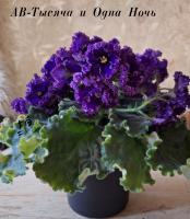 АВ-Тысяча и Одна Ночь (стандарт) (л/ук) - код Ф385