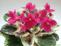 Мас's Тruе Lоvе (миниатюра) (л/ср) - код Ф678