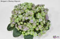 Morgan's Chutney Popcorn (миниатюра) (л/ук) - код Ф186