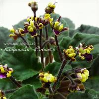 Saintpaulia Botanika (миниатюра) (л/ср) - код Ф872