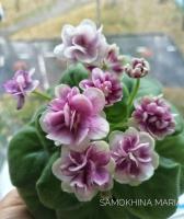 ЛЕ-Villa Rose (миниатюра) (л/ср) - код Ф437