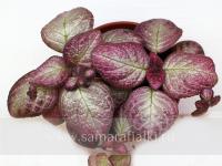 Sea Foam (сталон срез) - код Э003