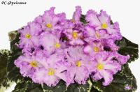 РС-Фрейлина (стандарт) (л/ук) - код Ф715 **