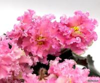 РМ-Саломея  (стандарт) (л/ук) - код Ф333 **