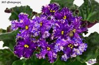 MF-Фейерверк (стандарт) (Новинка 2025) (л/ук) - код Ф689