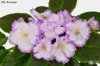 ЛЕ-Аллегро (стандарт) (л/ук) - код Ф138 **