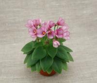 СК-Вернисаж (миниатюра) (л/ср) - код Ф875