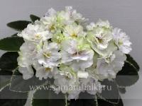 КО-Радужная Фрезия (стандарт) (л/ук) - код Ф972