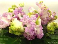 АВ-Герда (стандарт) (л/ук) - код Ф422 **