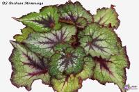 DS-Весёлая Метелица (л/ср) - код Б106