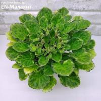 EN-Малахит (стандарт-химера) (п/ук) - код Ф986