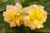 ЕК-Одуванчики (стандарт) (л/ук) - код Ф785