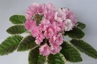 КО-Розовые Эльфы (стандарт) (л/ук) - код Ф256 **