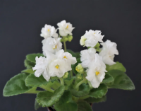 2А-Мама Таня (миниатюра) (л/ср) - код Ф595