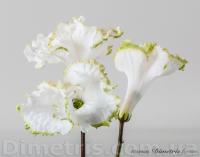 DS-2030 (дет) - С153