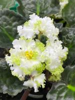 Ф-Белый Кедр (стандарт) (л/ук) - код Ф987