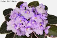 Buckeye Love's Сaress (стандарт) (л/ук) - код Ф802 **