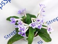 Bristol's Blue Bonnet (Миниатюрный сорт)  (дет) - код С121