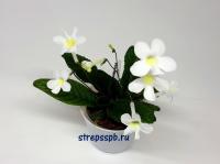 Heartland's White Gold (миниатюрный сорт) (дет) - С161