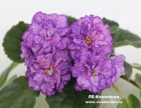 ЛЕ-Клеопатра (стандарт) (л/ук) - код  Ф632 **