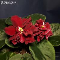 АВ-Черный принц (стандарт) (л/ук) - код Ф099 **