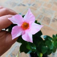 Sundaville Classic Cream Pink (укорененный черенок) - код Д004