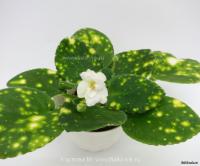 ШН-Космическая Фея (стандарт) (л/ук) - код Ф165