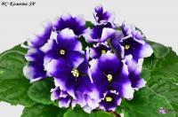 РС-Комета SP (стандарт) (л/ук) - код Ф717 **