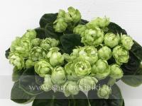 Irish Glen (стандарт) (л/ук) - код Ф975