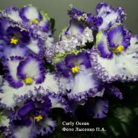 Curly Ocean (стандарт) (л/ук) - код Ф129