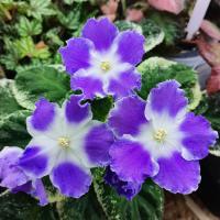 Р-Сиреневые Ситцы (стандарт) (л/ук) - код Ф250