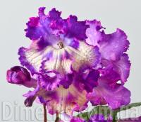 DS-Праздник (дет) - С143