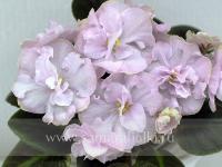 НК-Латте (миниатюра) (л/ср) - код Ф655