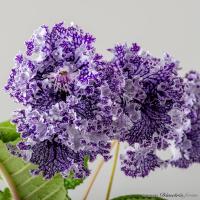 DS-2593 (дет) - код С177