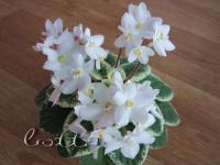 Newtown Crocodile Tears (миниатюра) (л/ук) - код Ф573