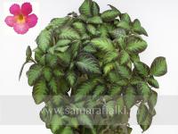 Katherine (сталон срез) - код Э008