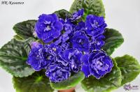 НК-Калипсо (стандарт) (л/ук) - код Ф719 **