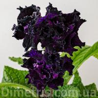 DS-Encre Noire (Новинка) (дет) - код С104