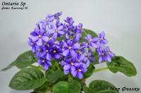 Ontario Sp (стандарт-химера) (п/ук) - код Ф392