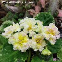 РС-Солнечная Гавана (стандарт) (л/ук) - код Ф180