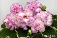 ЛЕ-Изольда (стандарт) (л/ук) - код Ф259 **