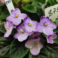 Oksana  (миниатюра) (л/ср) - код Ф960