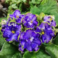 Ален-Зевс SP (стандарт) (л/ук) - код Ф114