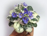 Н-Кот Баюн (миниатюра) (л/ук) - код Ф095