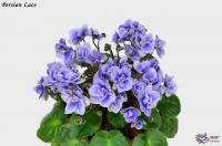 Persian Lace (миниатюра) (л/ук) - код Ф050 **