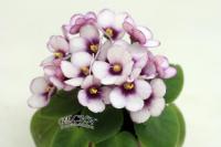 РС-Кроха (миниатюра) (л/ср) - код Ф706