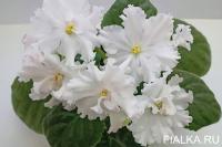 АВ-Белая Медведица (стандарт) (л/ук) - код Ф394 **