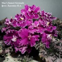 Mac's Sunset Serenade (стандарт) (л/ук) - код  Ф057 **