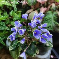 Н-Лесной Родник (миниатюра) (л/ук) - код Ф841